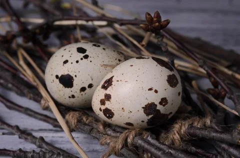 Two small spotted quail eggs lie on cherry twigs Stock Photos