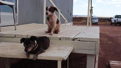 Two small stray dogs resting on porch Stock Footage 144889555