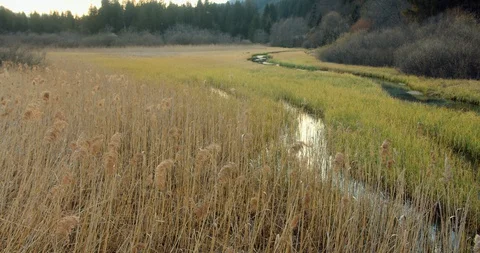 Two small streams flowing trugh a green enviroment in an alpine walley Video stock 129407981