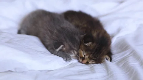 Two small striped kittens lie on a white bed. Curious fluffy cats sleep on a Stock Footage 277559687