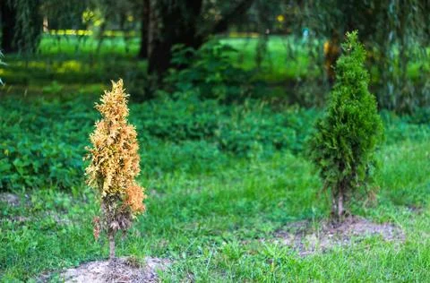 Two small thuja, arborvitae, trees standing in a park, one appearing health.. Stock Photos