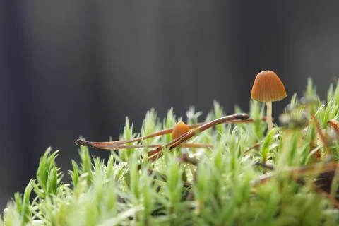 Two small toadstools closeup Stock Photos