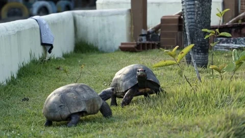 Two small tortoise turtles walking in a small grass enclosure in slow Stock Footage 246022725