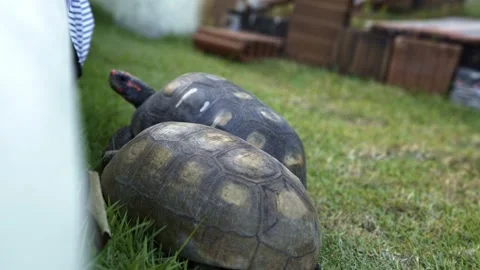 Two small tortoise turtles walking in a small grass enclosure looking for Stock Footage 246023207