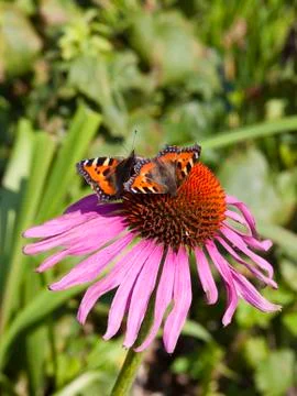 Two small tortoiseshell butterflies Stock Photos