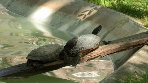 Two small turtles rest on top of a board, which comes out of the lake onto Stock Footage 193515755