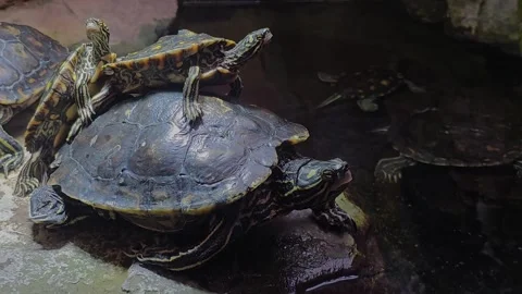 Two Small turtles resting Stock Footage 269903408