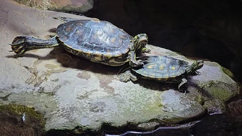 Two Small turtles resting Stock Footage 269904326