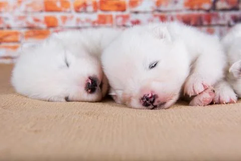 Two small two weeks age old cute white Samoyed puppies dogs Foto stock