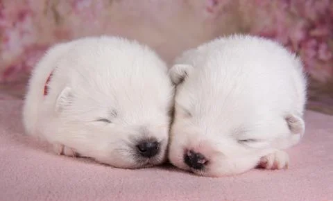 Two small two weeks age cute white Samoyed puppies dogs are sleeping Stock Photos