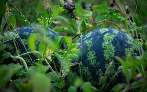 Two small watermelons are lying in the grass Stock Photos