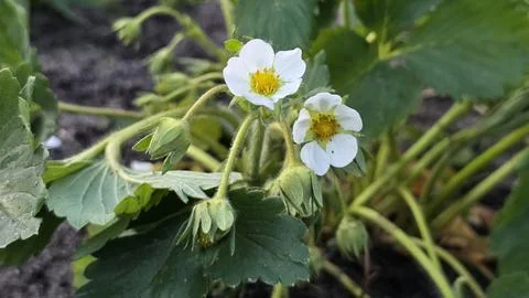 Two small white blooming strawberry flowers with yellow centers and green b.. Stock Photos