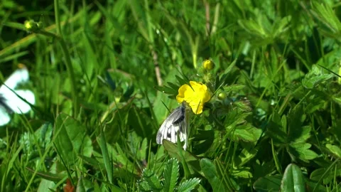 Two Small White Butterflies, Close Up Stock Footage 157447776