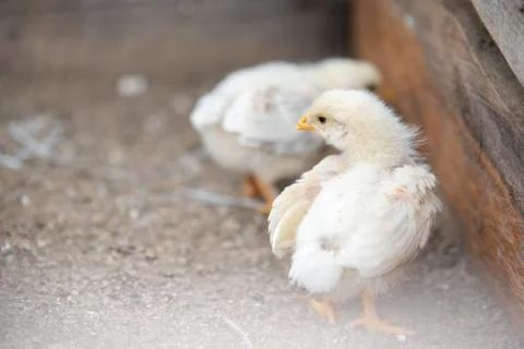 Two small white chickens Stock Photos