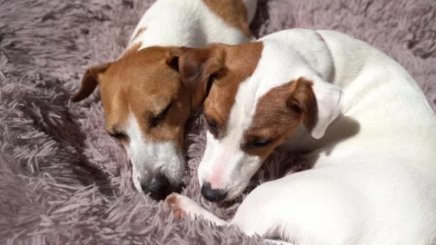 Two small white dogs Jack Russell terriers licking grooming each other Vídeo Stock 241729473