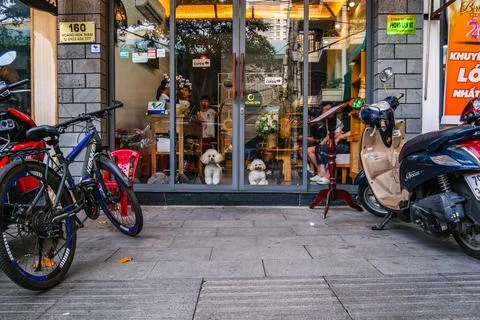 Two Small White Dogs Looking Out from a Spa Entrance on a Vietnamese Street Stock Photos