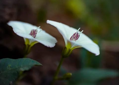 Two small white flowers Stock Photos