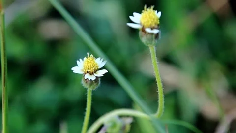 Two small white flowers with yellow centers are growing in a green field 動画素材 278580681