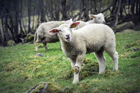 Two small white lambs standing on a green pasture - flam norway Stock Photos