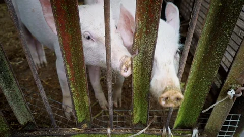 Two small white piglets in a pigsty, piglets behind a fence of metal rods Vídeo Stock 96139128