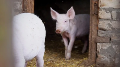 Two small white pigs emerge from a pigsty, piglets Stock Footage 93906274