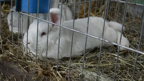 Two small white rabbits in a cage Stock Footage 110904295