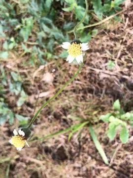 Two Small White Wild Flowers Blooming on Long Stems Stock Photos