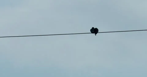 Two small wild birds sitting together on electric wire against pale blue sky 库存影片 348893052