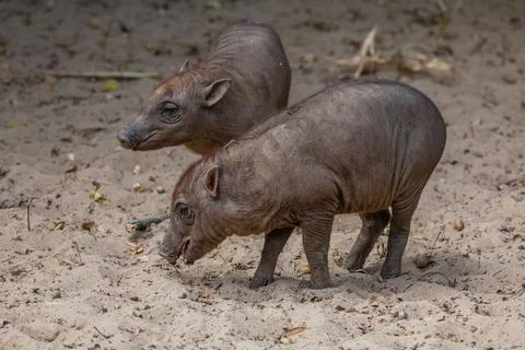 Two small wild boars foraging in sandy environment with natural elements 库存照片