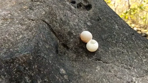 Two Small Wild Eggs on a Textured Stone. 库存影片 340018479