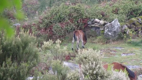 Two small wild Garrano breed foals playing on the mountainside. Stock Footage 252944905