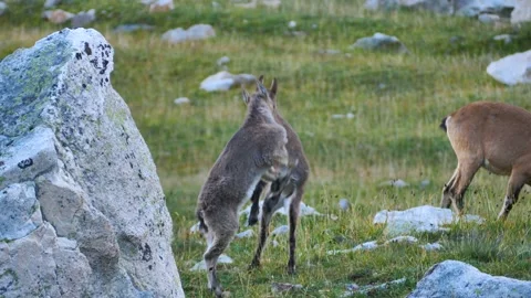 Two small wild mountain goats playing together. A herd is grazing nearby Video stock 261533372