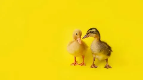 Two small yellow and variegated duckling stand on yellow background, selective Stock Photos