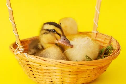 Two small yellow and variegated duckling in wicker basket on yellow background Stock Photos