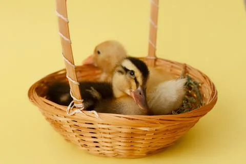 Two small yellow and variegated duckling in wicker basket on yellow background Stock Photos