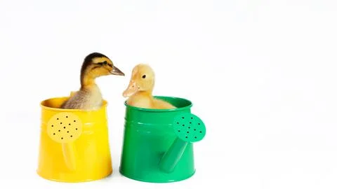 Two small yellow and variegated duckling in green metal waterings can on whit Stock Photos