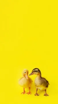Two small yellow and variegated duckling stand on yellow background, selectiv Stock Photos