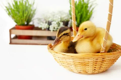 Two small yellow and variegated duckling in wicker basket and house plants on Stock Photos