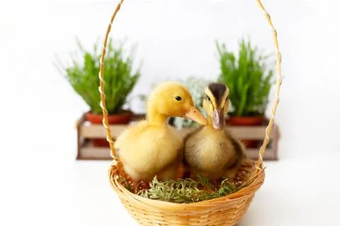 Two small yellow and variegated duckling in wicker basket and house plants .. Stock Photos