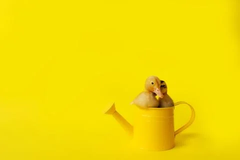 Two small yellow and variegated duckling in metal watering can on yellow back Stock Photos
