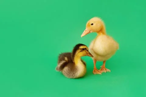 Two small yellow and variegated duckling standing and sitting on green backgr Stock Photos