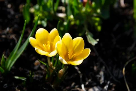 Two small yellow crocuses caught in sunlight Stock Photos