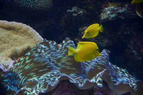 Two small yellow fish in the ocean Stock Photos
