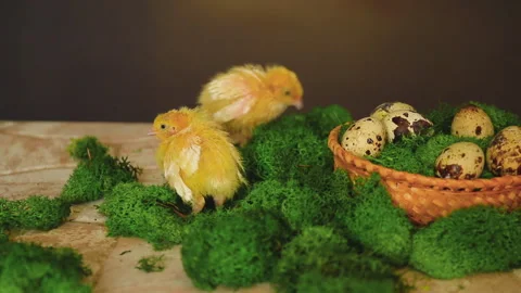 Two small yellow quail chicks are running around on the moss Stock Footage 271630354