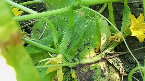 Two small young cucumbers growing on a branch in the garden. Close up viev. Stock Footage 345424581