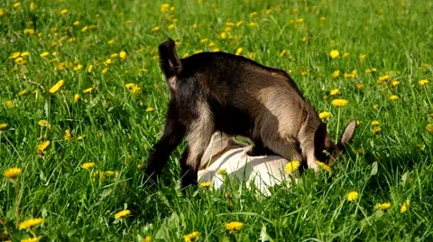 Two small a young goats in the grass Stock Footage 67453512