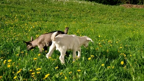 Two small a young goats in the grass Stock Footage 72902671