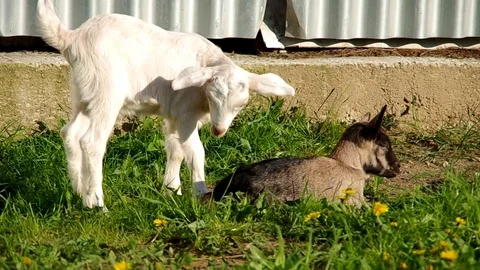 Two small a young goats in the grass Stock Footage 72902694