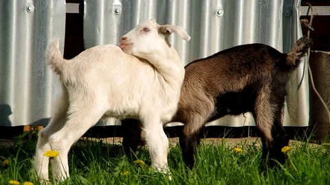 Two small a young goats in the grass Stock Footage 72902929