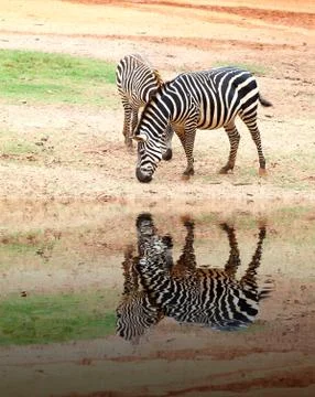 Two small zebra eating  grass with water reflection Stock Photos